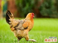 梦见鸡有什么征兆，女人做梦梦见鸡好不好