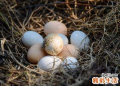 梦见母鸡下蛋是什么意思，已婚女人梦见母鸡下蛋