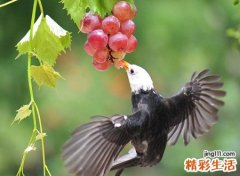 孕妇梦见吃葡萄是什么意思，孕妇梦见摘成熟的葡萄