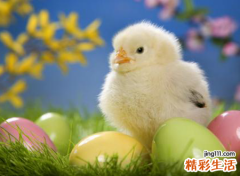 梦见母鸡下蛋有什么预兆，做梦梦到鸡正在下蛋