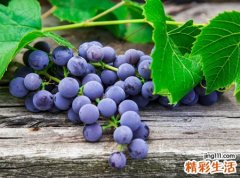 孕妇梦见吃紫色的葡萄有什么预兆，孕妇梦到紫色的葡萄生男生女