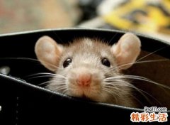 家里来老鼠什么兆头
