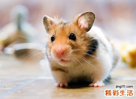 家里出现老鼠是吉是凶