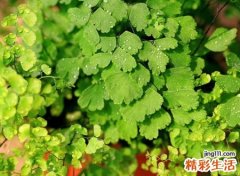 清新可爱易记的微信昵称，容易吸引人的微信迷人名字