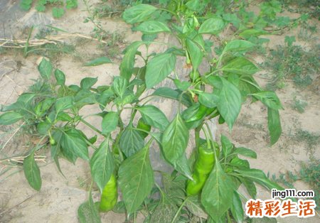 梦见菜园结满青辣椒有什么预兆，做梦梦到辣椒树挂满了辣椒