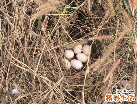 梦见母鸡在窝里下蛋好不好，中年女性梦见母鸡下蛋