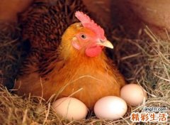 梦见母鸡下蛋还去捡了好吗，做梦梦到很多母鸡生很多蛋