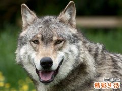 梦见被狼追是什么意思，梦到被狼追咬有惊无险