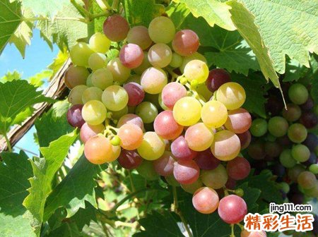 梦见葡萄是什么意思，梦到成串的葡萄的预兆