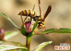 梦见捅马蜂窝未被蛰到好吗，梦到马蜂窝被自己破坏