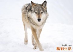 梦见狼是什么意思，女人梦到狼但没伤害自己