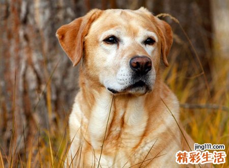 梦见狼狗是什么意思，女人做梦梦到大狼狗