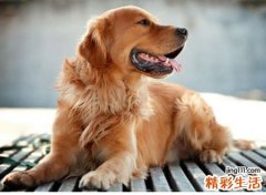 梦见狼狗是什么预兆，做梦梦到两只狼狗是什么意思