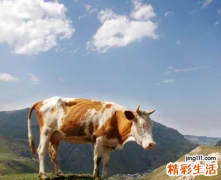 属牛人未来一个月双喜运势 属牛未来一周运势