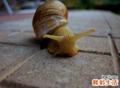 没壳的蜗牛为啥跑家里