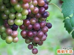 梦见葡萄是不是怀孕了，做梦梦到大串成熟的葡萄