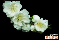 梦到好朋友死了什么预兆，梦见朋友意外去世