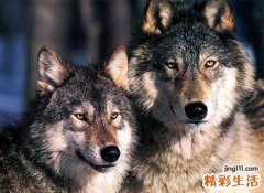 梦见打狼是什么意思，女人梦见打狼