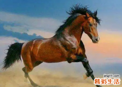 2022年生肖马运势 2022年生肖马运势详解