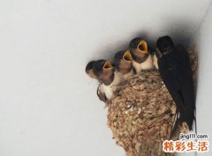 燕子做窝看家人发财风水