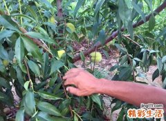 家里种桃树吉利吗