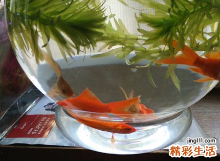 哪种属相不适合养鱼，家里养鱼忌讳有哪些