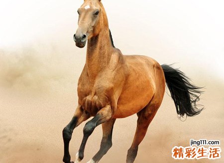 梦见马是什么意思，已婚女人梦见马