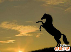 梦见马蹬我的鼻子流血了