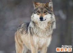 梦见狼但没伤我有什么预兆，已婚女人梦见狼