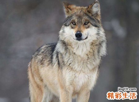 梦见狼但没伤我有什么预兆，已婚女人梦见狼