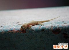 家里进壁虎的真正预兆