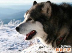 梦见被狼追咬有什么预兆，女人梦见被狼追是什么意思