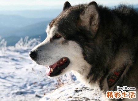 梦见被狼追咬有什么预兆，女人梦见被狼追是什么意思