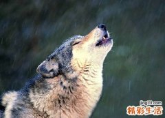 梦见打死狼是什么预兆，做梦梦到把狼打跑了