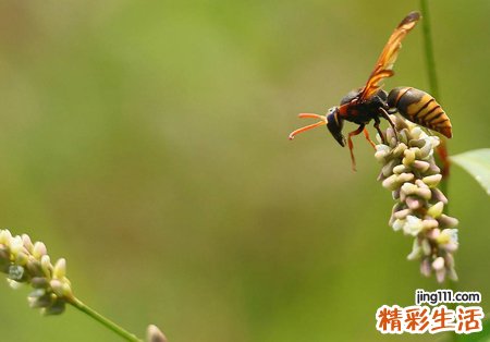 梦见捅马蜂窝有什么预兆，做梦梦到别人把蜜蜂窝捅了