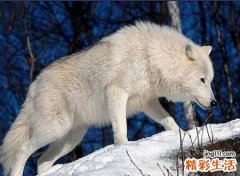 梦见被狼追咬与狼搏斗好不好，女人梦见狼进屋