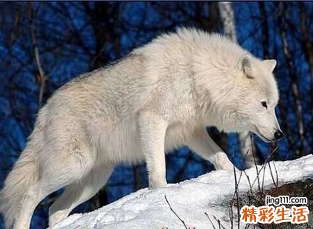 梦见被狼追咬与狼搏斗好不好，女人梦见狼进屋