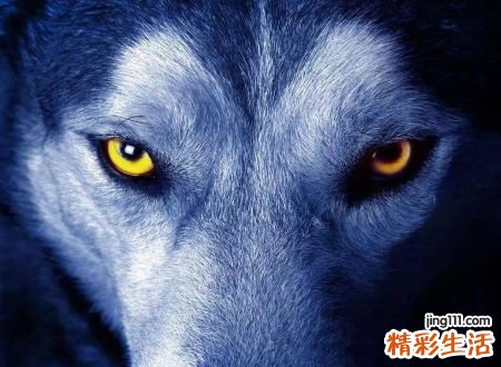 梦见自己拿棍子打狼好不好，女人梦见把狼打败