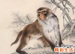 生肖属猴男的性格和脾气 2022年生肖属猴男性的全年运势