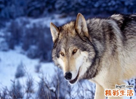 梦到被狼追成功逃掉好不好，女人梦见狼追着自己跑