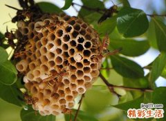 梦见捅马蜂窝被蛰到好不好，做梦梦到自己捅掉了马蜂窝