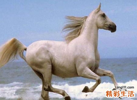 梦见马好不好，做梦梦到棕红色马