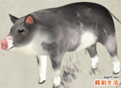 71年生肖猪2022年运势大全 71年生肖猪是什么命