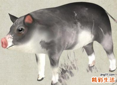71年生肖猪2022年运势大全 71年生肖猪是什么命