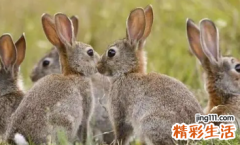 2022年生肖兔的运势怎么样 2022年生肖兔运势大全