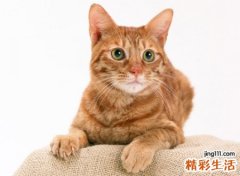 家里来猫预示什么