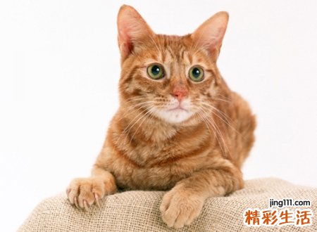 家里来猫预示什么