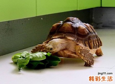 养龟为什么对女人不好