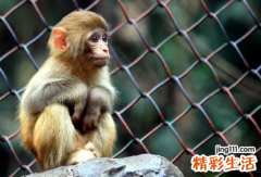 农历六月生的猴宝宝命格怎么样 农历六月生的猴宝宝一生运势如何