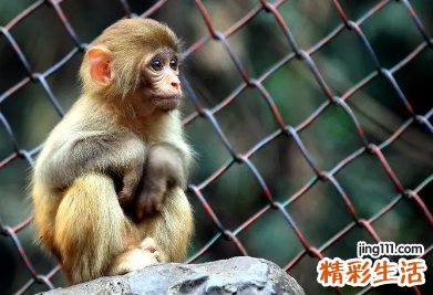 农历六月生的猴宝宝命格怎么样 农历六月生的猴宝宝一生运势如何